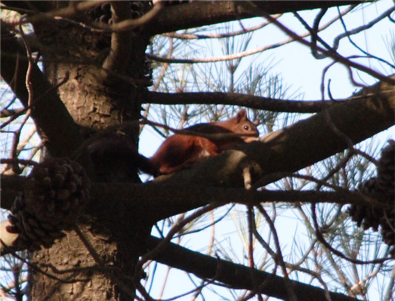 Sciurus vulgaris - Lido di Dante (RA)